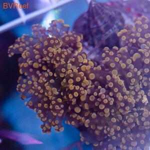     Euphyllia Divisa