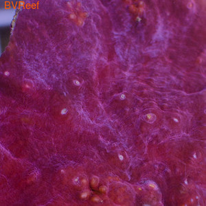   Chalice coral - Red
