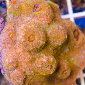  - Chalice coral - Yellow/Orange