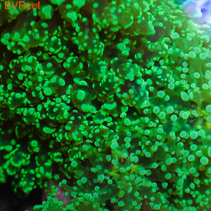      Octofrogspawn coral - Metallic Green