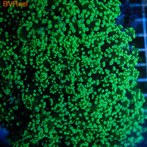      Branching frogspawn coral - Green