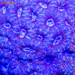      Acanthastrea Lordhowensis