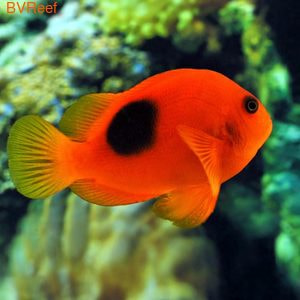   (Amphiprion ephippium)