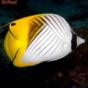   (Chaetodon auriga)