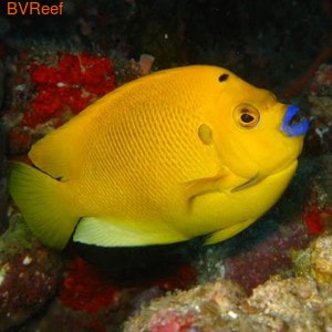    (Apolemichthys trimaculatus)