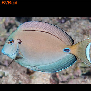   Acanthurus Tennentii.