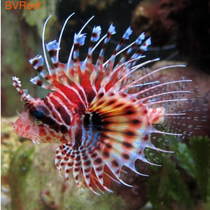   (Dendrochirus brachypterus)