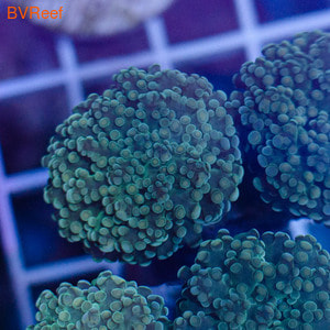    Branching frogspawn coral
