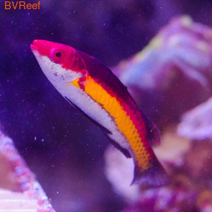   Naoko's fairy wrasse (Male)