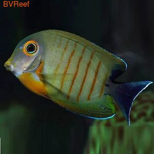   Juv. Acanthurus tristis