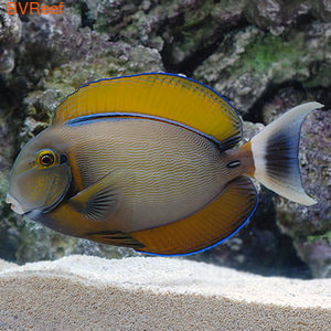   Acanthurus bariene