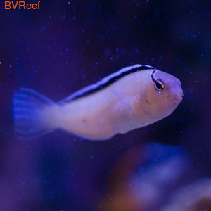    Smith'S Blenny
