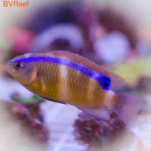  Blue Line Rock Damsel