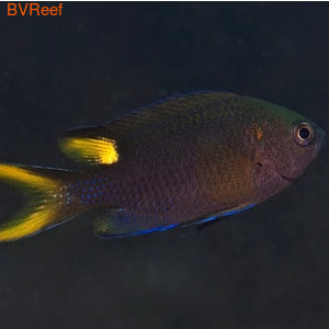 Scissortail Damsel