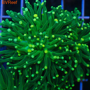   ( ) Yellow/Orange Tip Torch Coral