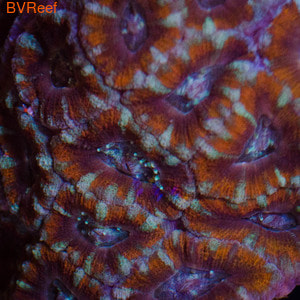    Metalic Red Acanthastrea Lordhowensis