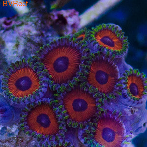 Watermelon Zoas