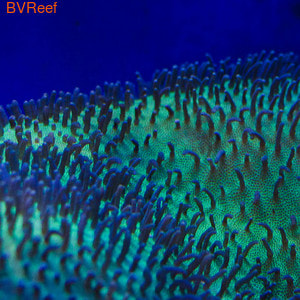   (Sarcophyton sp.)