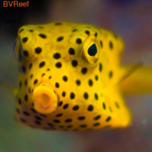 - Yellow boxfish