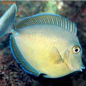   Naso unicornis