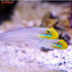 - Valenciennea strigata