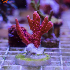   Anacropora red
