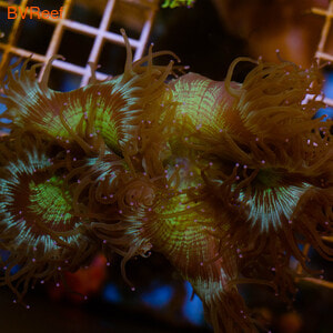      Elegance coral - Green