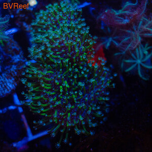     (Sarcophyton sp.)