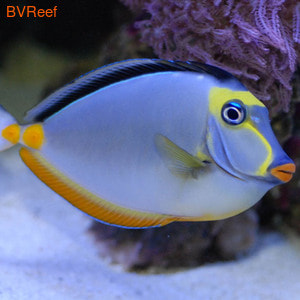   (  ) Naso lituratus