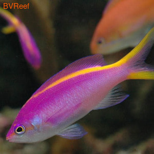    (-) Pseudanthias tuka 2300