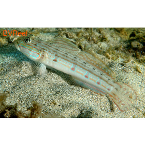    (Stripped sleeper goby)