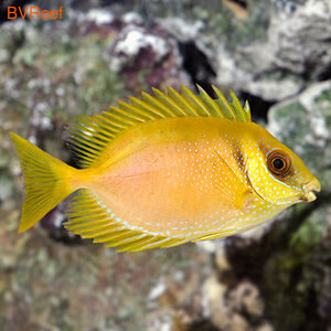   Siganus corallines