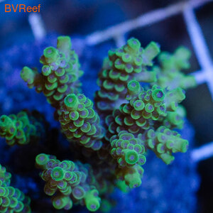    Acropora tenuis (Yellow)