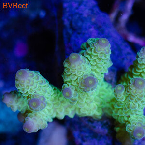     Acropora millepora