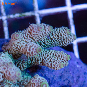    Acropora milliepora (Rainbow)