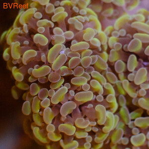    Euphyllia paraancora  Gold