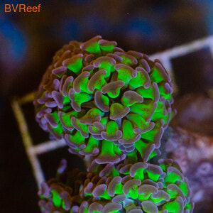    Euphyllia paraancora - Multicolour
