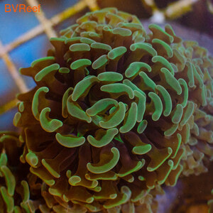    Branch Hammer Coral