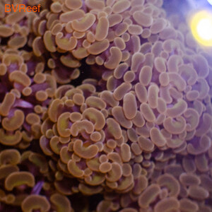    Branch Hammer Coral Pink