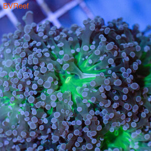     Cultured Branch Octopus Coral  green