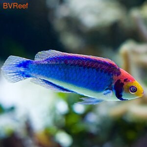   Cirrhilabrus solorensis