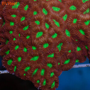   Pineapple coral