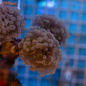   \ Branching Hammer Coral Orange Bright