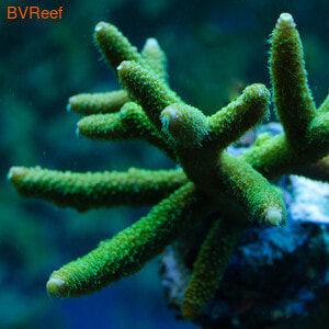  Bali Green Slimer Acropora