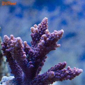 Cherry red acropora    