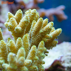 Acropora millepora (Sunset)   