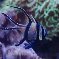   (Pterapogon Kauderni)