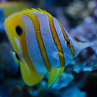   ( ) (Chelmon rostratus )
